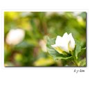 해인향기 이미지