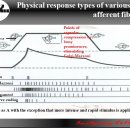 기계적 감각 수용기 mechanoreceptor and mechanotransduction 이미지