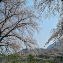 물레방아화장실 | 충주 벚꽃 (충주호 벚꽃길, 물레방아공원) VS 제천 벚꽃(청풍호 벚꽃, 청풍문화재단지) 벚꽃구경에 진심...