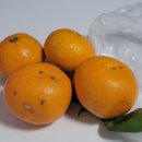 금봉칼국수 이미지