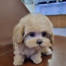 더나은펫샵 | 부평펫샵, 반려견과의 행복한 동행을 위한 첫걸음