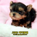 정퍼피클럽 이미지