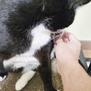 스프링그루밍 | 다이소 펫방석 바구니형 고양이 방석 사봤어용