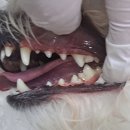 Dr. 오즈 동물병원 이미지