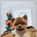 까망댕댕 이미지