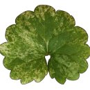 보금자리 (펜션) 이미지