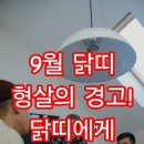 2025년 9월 닭띠 운세 바뀌지 않으면 흔들린다. 이미지