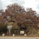 Re:초례산과 의병장 황경림의 느티나무 이미지