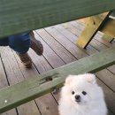 산당화가 피는집 이미지