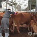 고려축산2농장 이미지