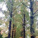 약령공원(시장) 이미지