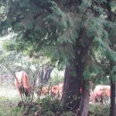 평전농장 이미지