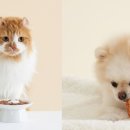 댕댕이푸드 이미지