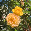 씨유 이곡장미공원점 | 2025년의 대구 이곡장미공원 산책~