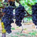 안천농장 이미지