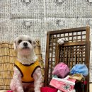 놀러오개 애견유치원 애견호텔(화성 병점진안점) 이미지