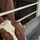 민정목장 이미지