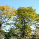 바람의노래 이미지