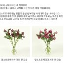 플라워톡 | 카카오톡 선물하기 추천 어니스트플라워 꽃배달 후기 💐
