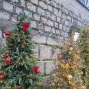 양희은 콘서트 | 르무통 동행 함께 걷다 콘서트 후기