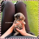 강아지에 빠지다 이미지