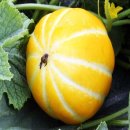 참외생태학습원 이미지