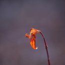 개나리 멍멍 이미지