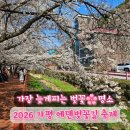 덕상1리마을회관 | 가평 벚꽃 실시간 에덴벚꽃길 벚꽃축제 첫날 다녀온 후기 (기간/주차/푸드존/셔틀)