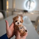 퍼피베베 이미지