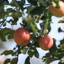 부부농장 이미지