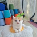 일산고양이분양 라라캣츠 이미지