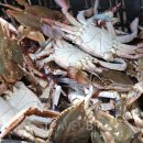 프린스 펫타운 이미지