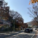 화담숲 단풍 현황, 11월 둘째주 화담숲 늦게 입장한 후기