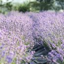 광양농원 이미지