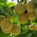 연극 모란이 피기까지 우리는 이미지