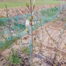 분홍 농장 이미지