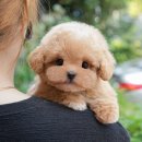 미유펫 강아지분양 고양이분양 부천점 이미지