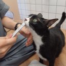 함께냥 성남점 | 분당 고양이 호텔/ 야탑 고양이 호텔 [함께냥 성남점] 애교쟁이 지니의 호텔링 후기입니다😘🧡