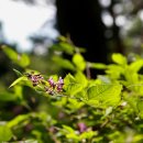 명품소나무길 이미지