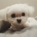 서현펫# 이미지