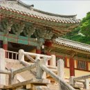 블루밍로즈