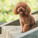 토이포토 이미지