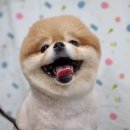 아망도그플레이스 이미지