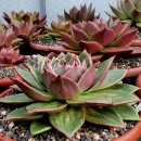 꿈의궁전 이미지