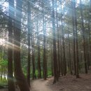 숲내음