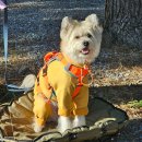 몽산포오션캠핑장 | [태안] 몽산포 오션캠핑장 후기 (반려견동반가능)