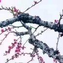 지에스25 상대원혜성점 이미지