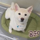 곰순이네 - 보령시 큰오랏7길 29-7 | 곰순이네