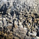 동거차도 구상 페페라이트 이미지