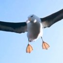 알바트로스(Albatrus)